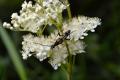 Lepture tâchetée sur une reine des prés (O. Doré)