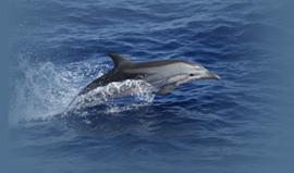 Dauphin