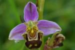Ophrys apifera © David Cario